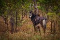 095 Zimbabwe, Hwange NP, sabelantilope